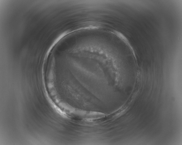 X0000080660859200612151129