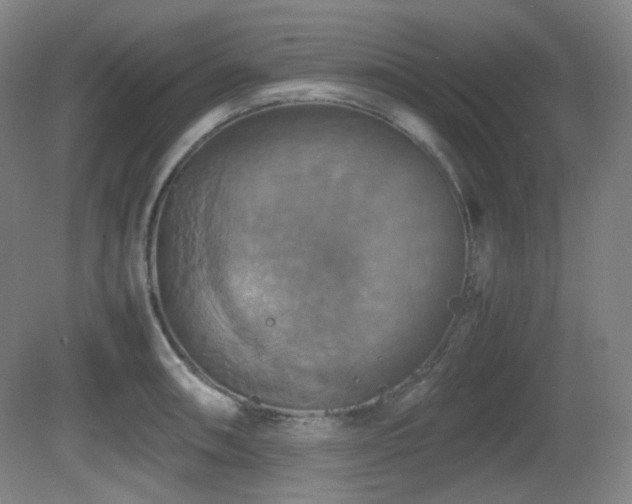 X0000080661090200612151125