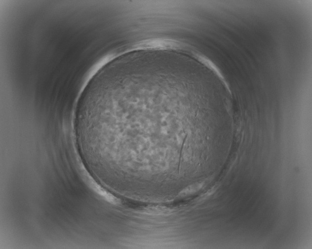 X0000080661091200612151125