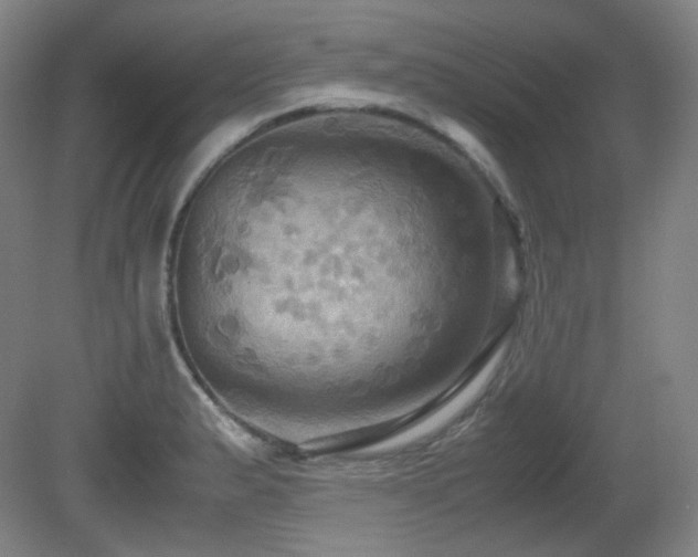 X0000080661183200612151123
