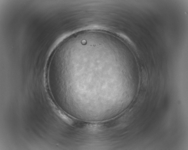 X0000080661278200612151122