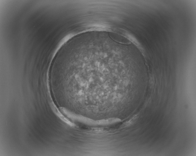 X0000080661283200612151121