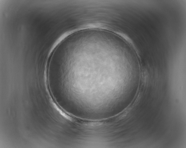 X0000080661294200612151121