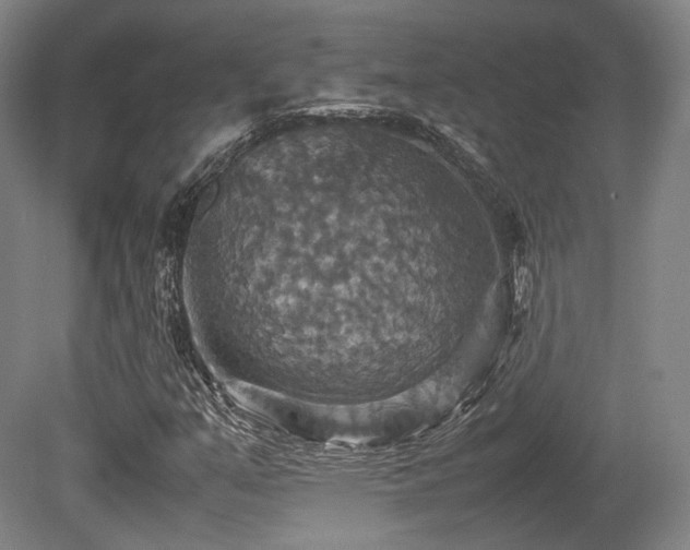 X0000080661351200612151120