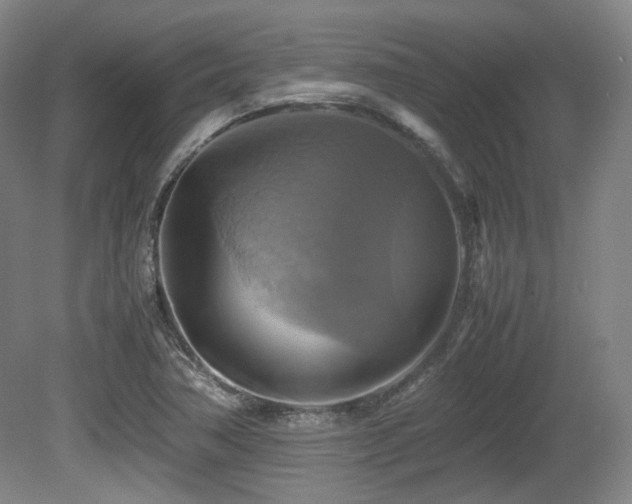 X0000080661362200612151120