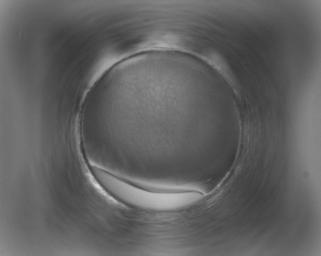 X0000080661382200612151120