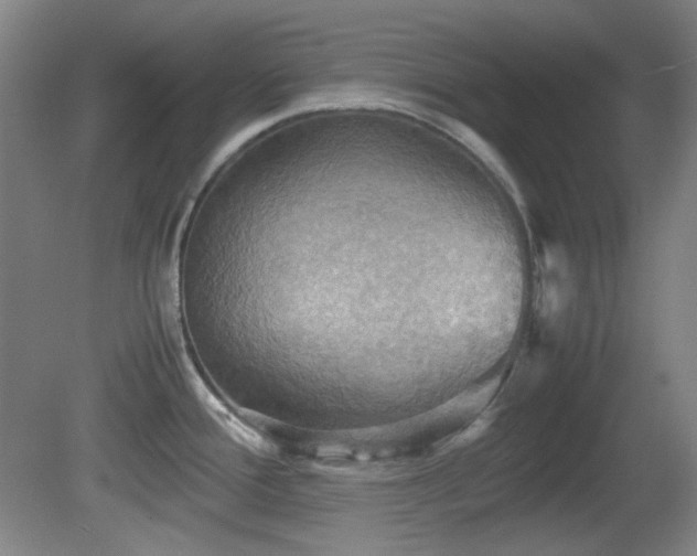 X0000080661388200612151120