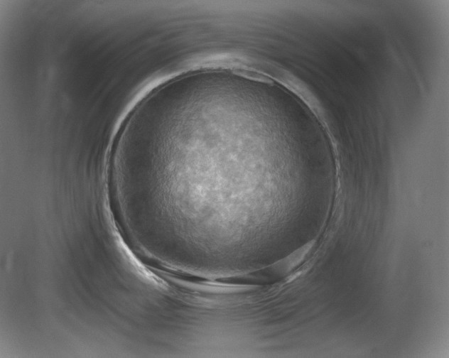 X0000080661392200612151120