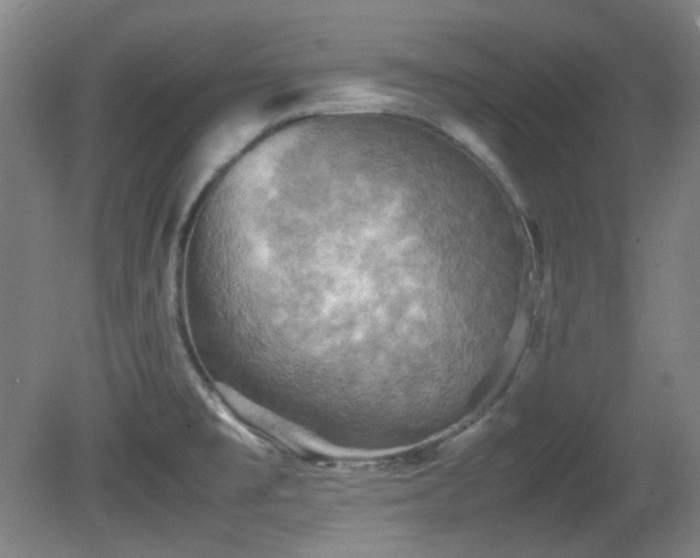 X0000080661477200612151118