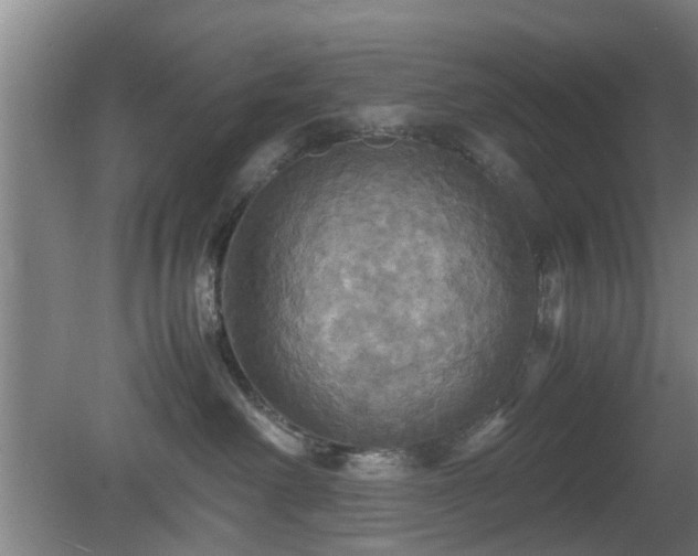 X0000080660238200612221059