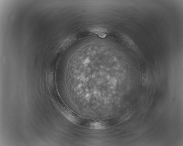 X0000080660365200612221057