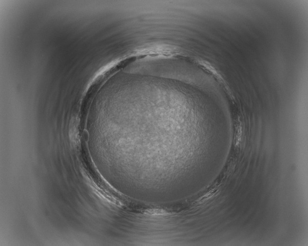 X0000080660392200612221056
