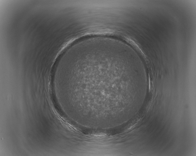 X0000080660483200612221055