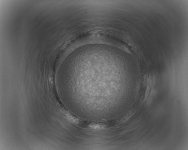 X0000080660561200612221054