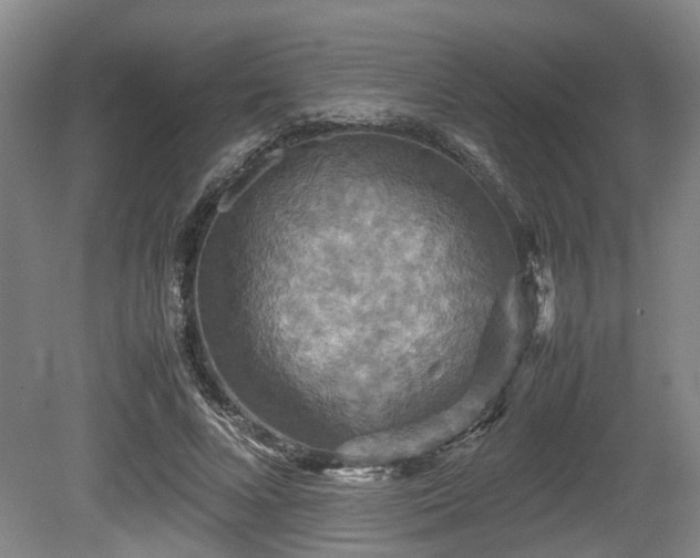 X0000080660688200612221051