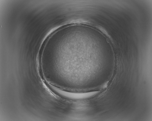 X0000080661032200612221045