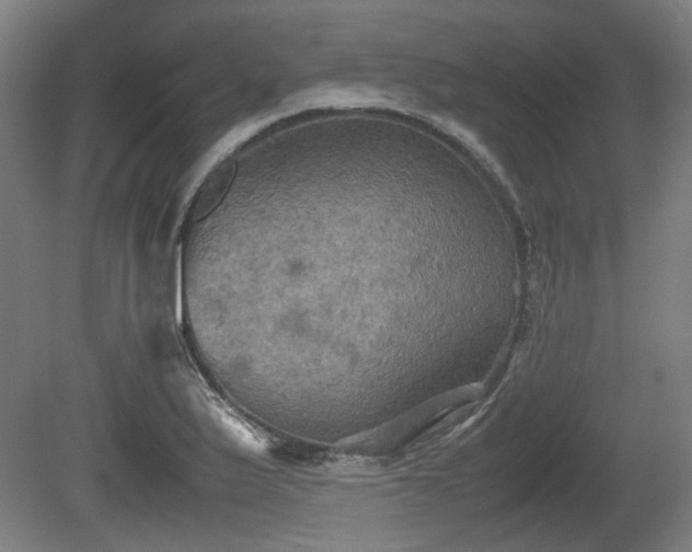 X0000080661175200612221043