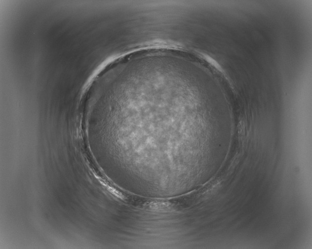 X0000080661310200612221040