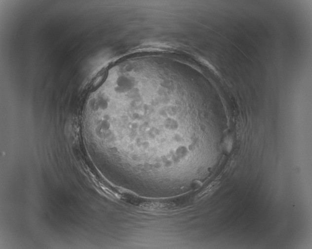 X0000080661355200612221040
