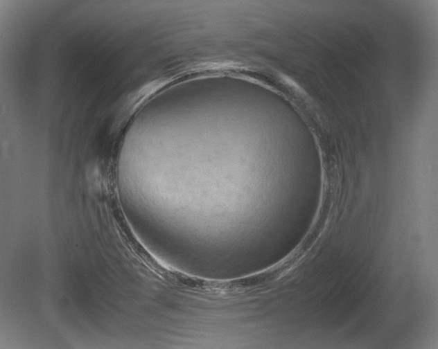X0000080661361200612221040