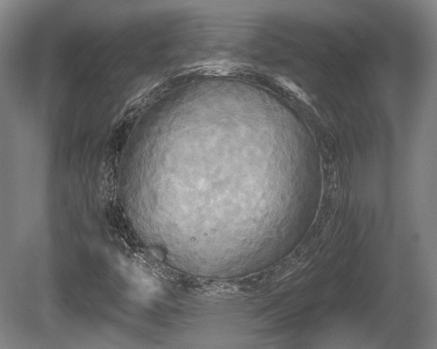 X0000080661446200612221039
