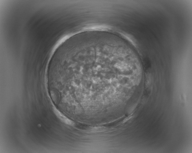 X0000080661471200612221038
