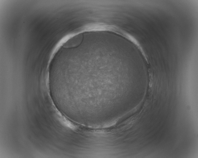 X0000080661472200612221038