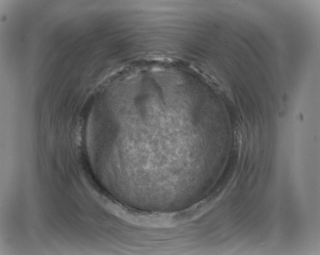 X0000080660032200612301346