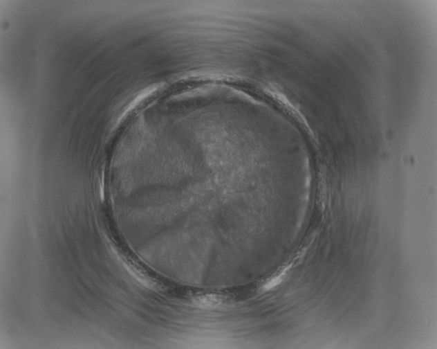 X0000080660062200612301345