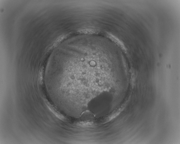 X0000080660065200612301345