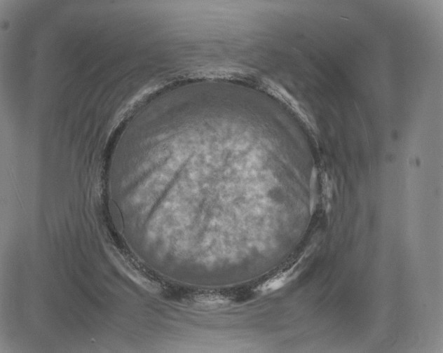 X0000080660203200612301343