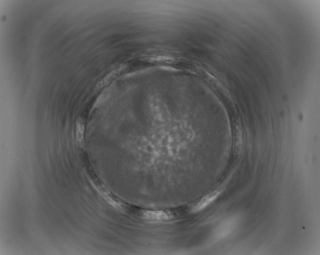 X0000080660281200612301343