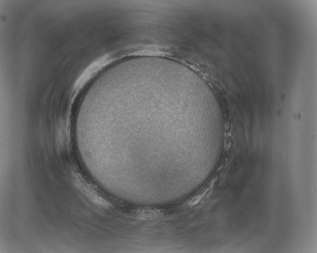 X0000080660296200612301342