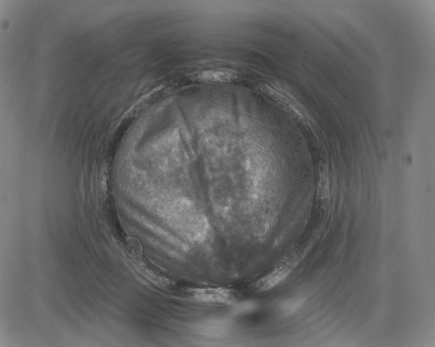 X0000080660363200612301341