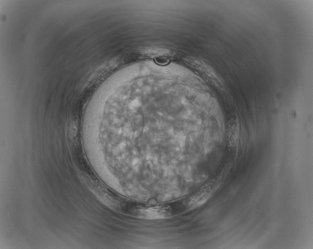 X0000080660365200612301341