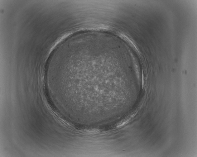 X0000080660483200612301339