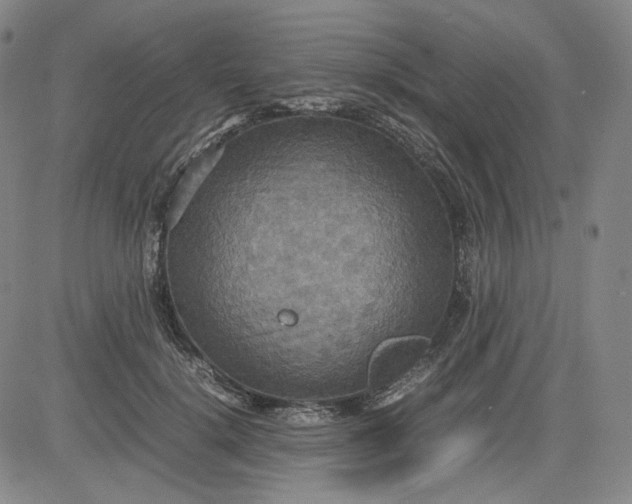 X0000080660652200612301336