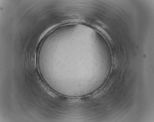 X0000080660886200612301332