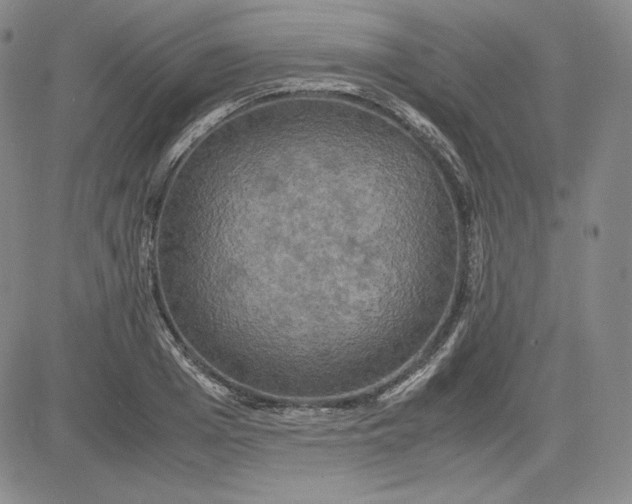 X0000080660985200612301331