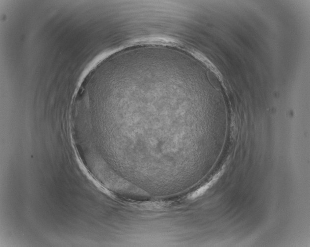 X0000080660989200612301331