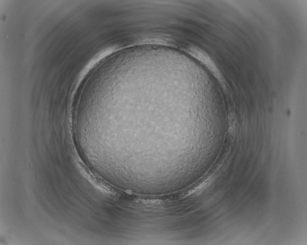 X0000080661043200612301330