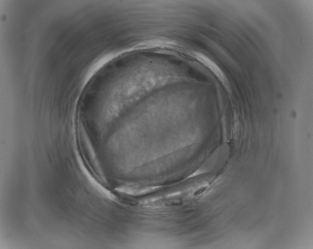 X0000080661055200612301330