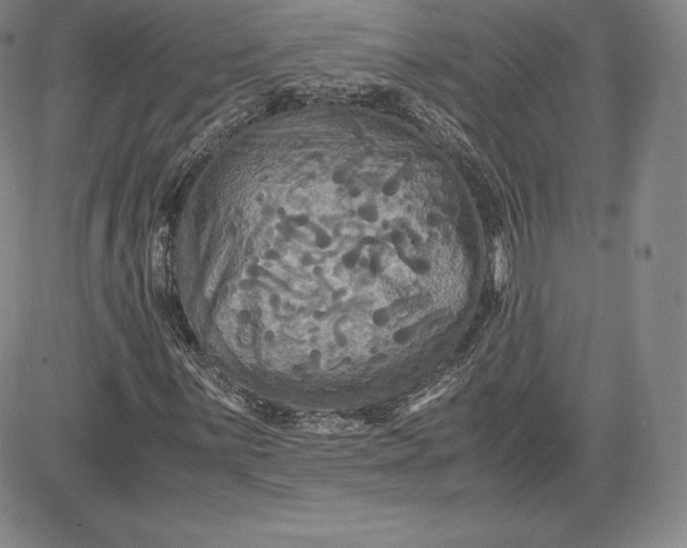 X0000080661059200612301330