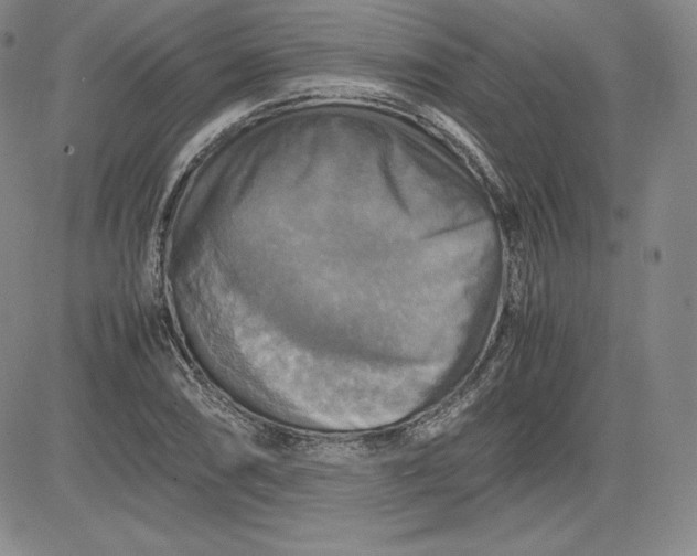 X0000080661074200612301329