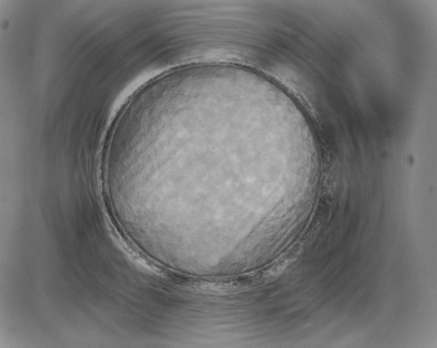 X0000080661086200612301329