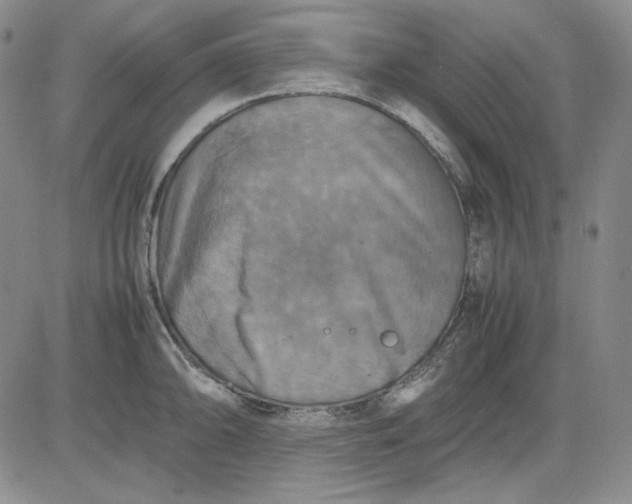 X0000080661094200612301329