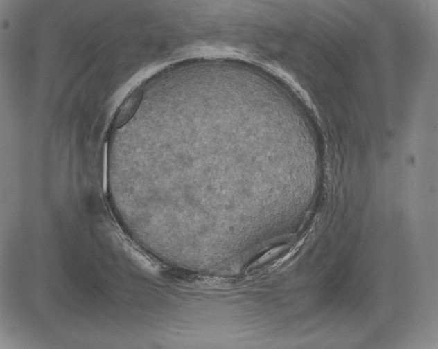 X0000080661175200612301328