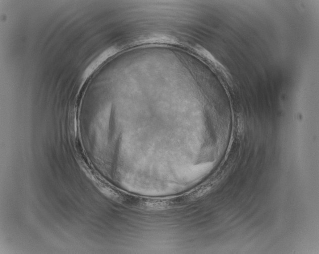 X0000080661274200612301326