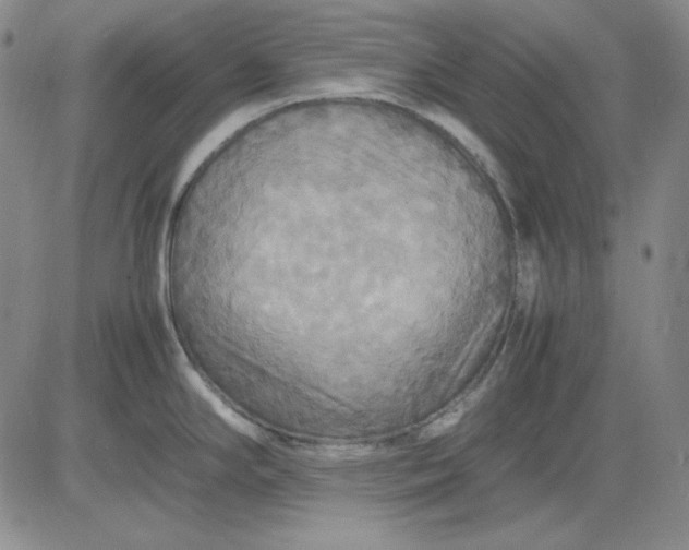 X0000080661294200612301326