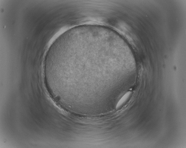 X0000080661375200612301325